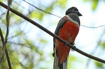 Malabar Trogon